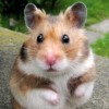 Cute Puzzle Hamster