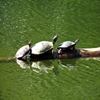 Jigsaw Turtle Parade Puzzle Żółwie