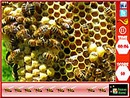 Honeycomb Hidden Bees